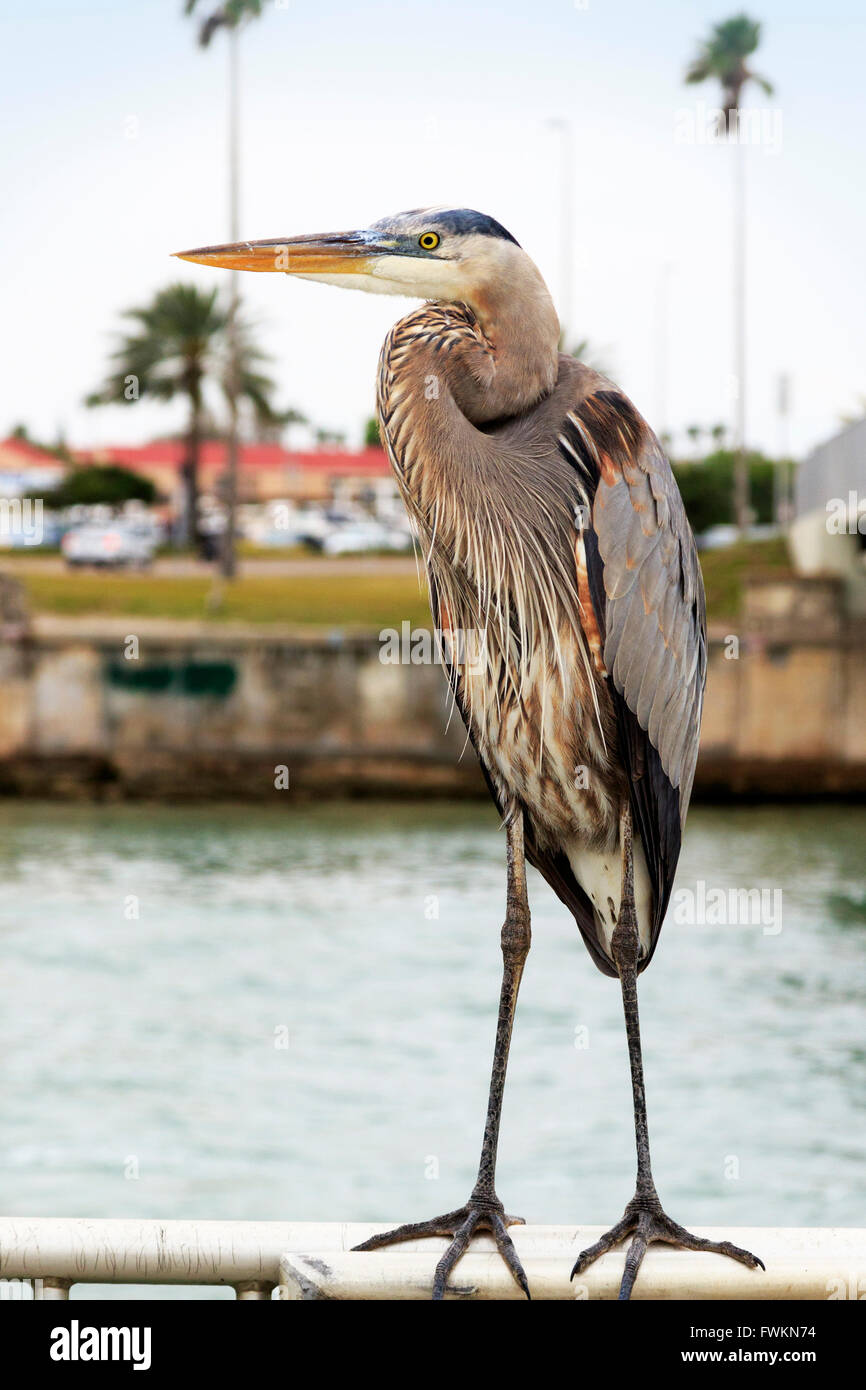 Amerikanischen Great Blue Heron stehend auf einem Handlauf in Clearwater Harbour, Florida, Amerika, USA Stockfoto