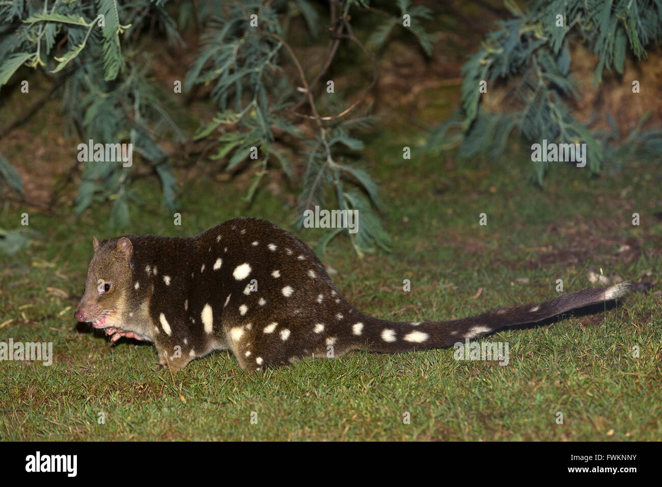 Gesichtet-tailed Quoll Tiger Quoll (Dasyurus Maculatus), nächtliche Leben. Loongana, Tasmanien, Australien Stockfoto