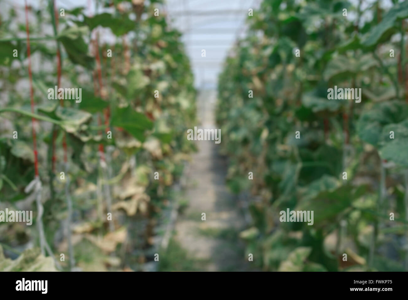 Unschärfe Melone im Gewächshaus im Bereich Landwirtschaft Stockfoto