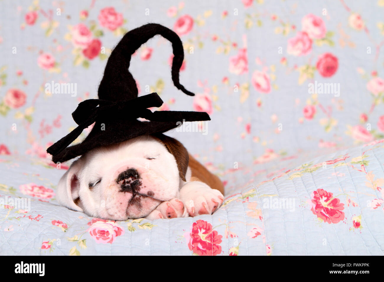 Englische Bulldogge Welpen (7 Wochen alt) Hut einen Hexe auf den Kopf während des Schlafes auf einer blauen Decke mit rosa Blumenmuster Stockfoto