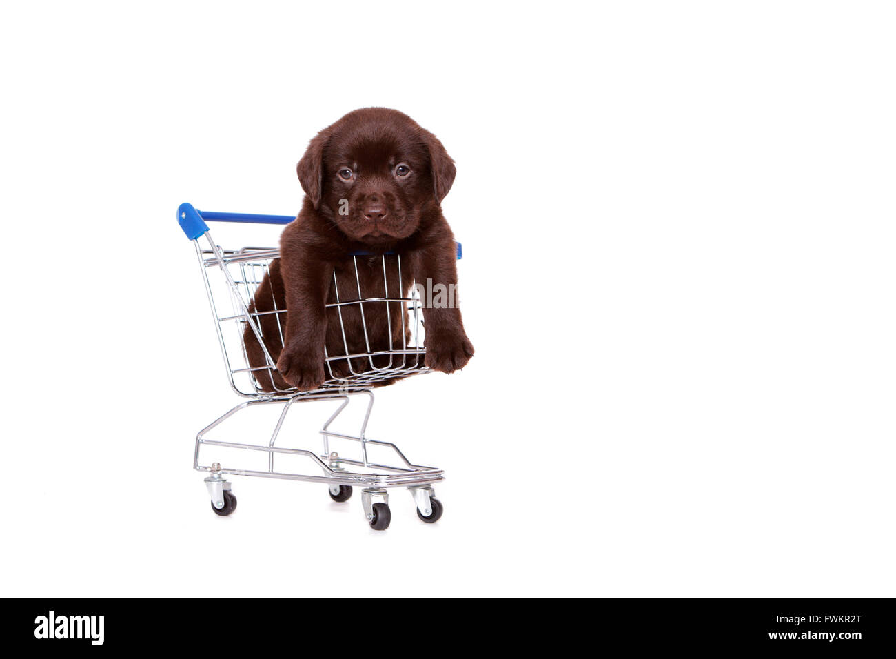 Labrador Retriever. Braune Welpen (6 Wochen alt) in einem kleinen Einkaufswagen. Studio Bild vor einem weißen Hintergrund. Deutschland Stockfoto