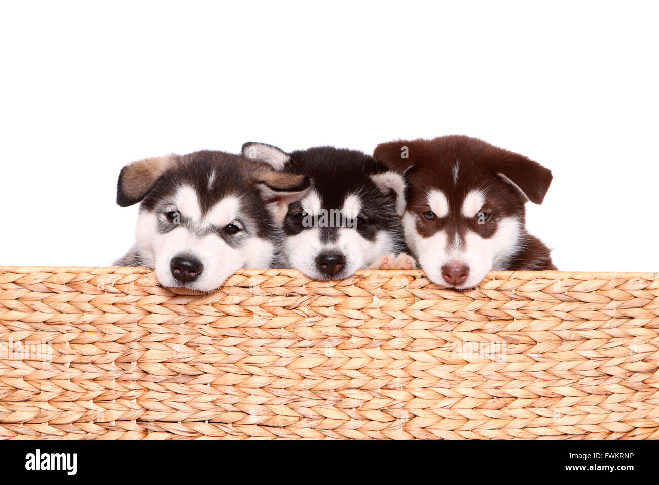 Alaskan Malamute. Welpen (6 Wochen alt). Drei Welpen in einem Korb. Studio Bild vor einem weißen Hintergrund. Deutschland Stockfoto