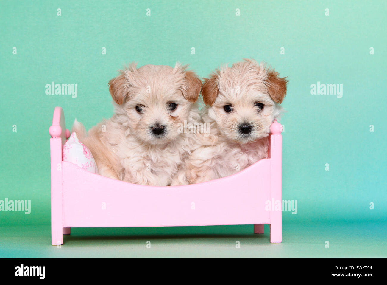 Maltipoo (Malteser x Toypudel). Zwei Welpen in einem rosa Puppen Bett sitzen. Studio Bild vor einem grünen Hintergrund. Deutschland Stockfoto