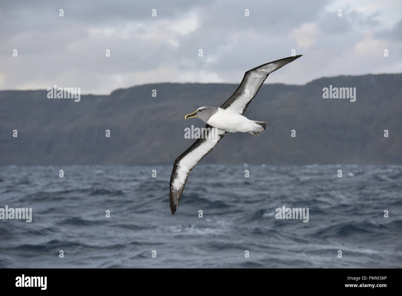 Buller Albatros - Thalassarche Bulleri. Chatham-Inseln, Neuseeland. Stockfoto