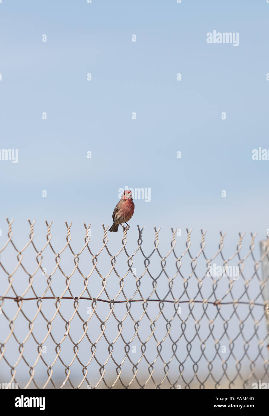 Männliche Haus Fink Vogel mit einem roten Kopf sitzt auf einem Zaun bereit zu fliegen in einem Sumpf in Süd-Kalifornien in den Vereinigten Staaten Stockfoto