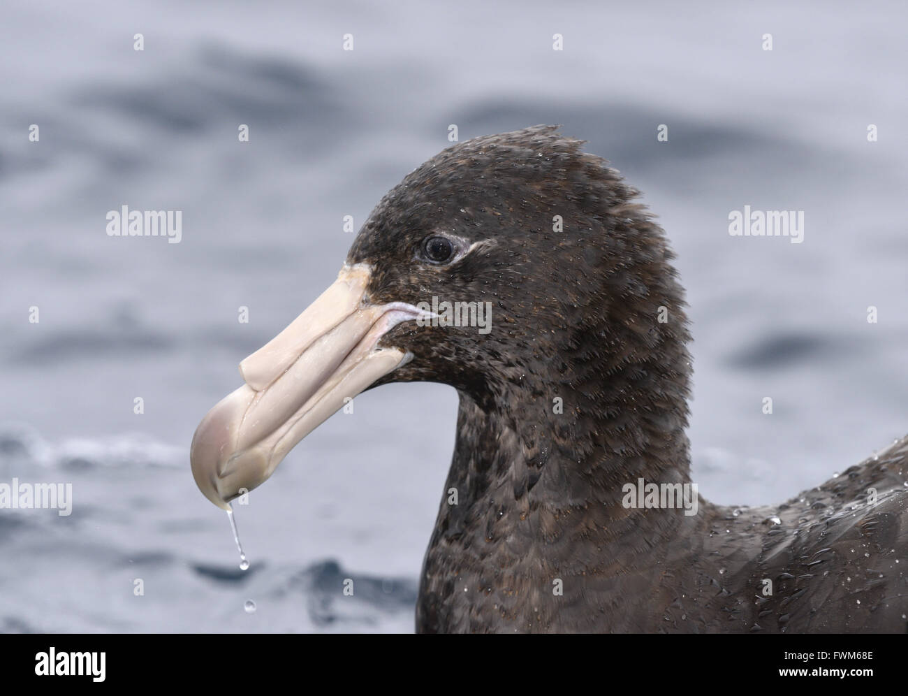 Nördlichen Giant Petrel - Macronectes halli Stockfoto