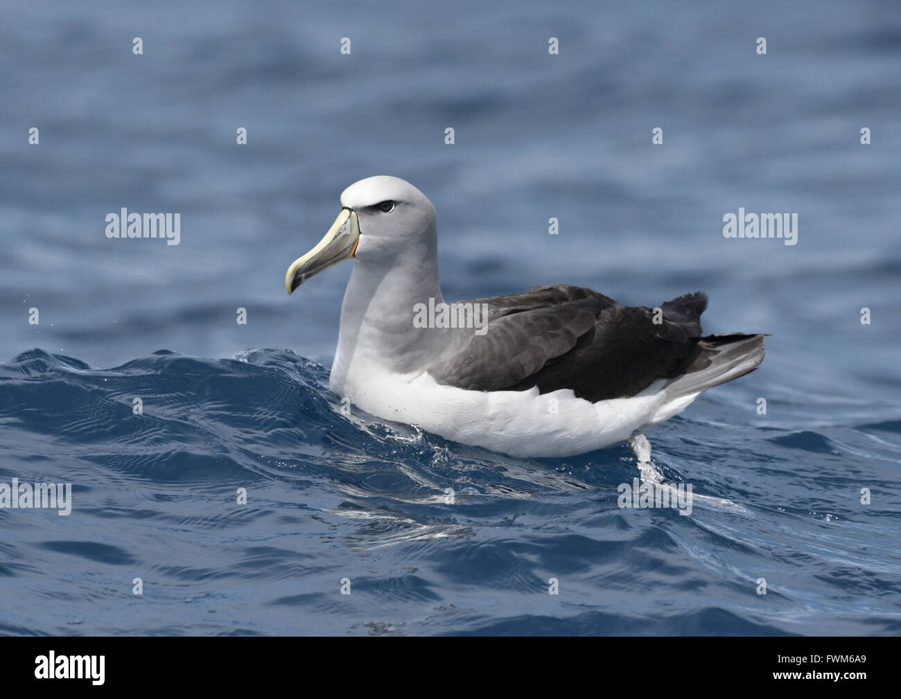 Salvin die Albatros Thalassarche salvini Stockfotografie Alamy