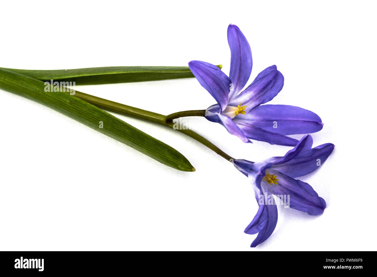 Violetten Blüten des Chionodoxa Luciliae, Herrlichkeit des Schnees, isoliert auf weißem Hintergrund Stockfoto