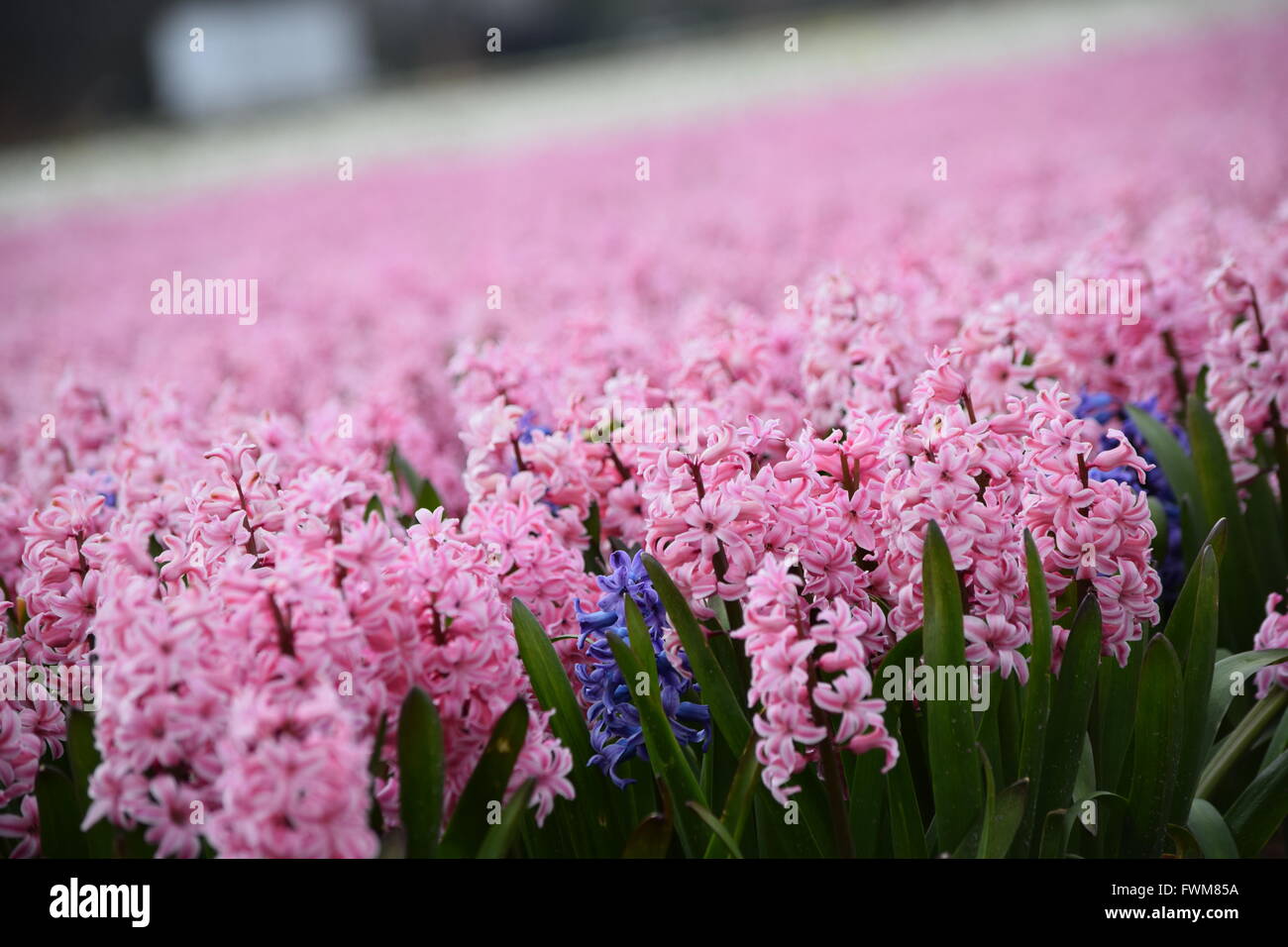 Frühling in Holland. Stockfoto