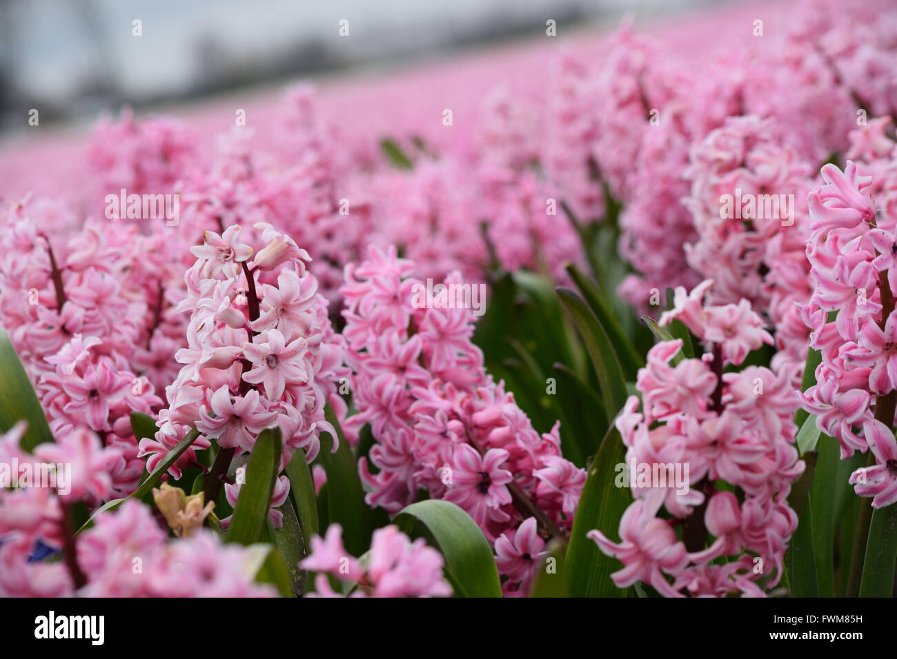 Rosa Welt. Hyazinthen. Stockfoto