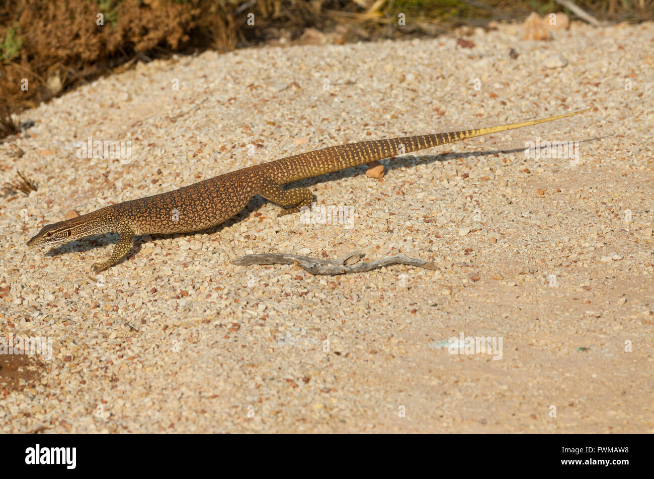 Sand-Monitor (Varanus Gouldii Gouldii), Cape Range National Park, Western Australia, WA, Australien Stockfoto