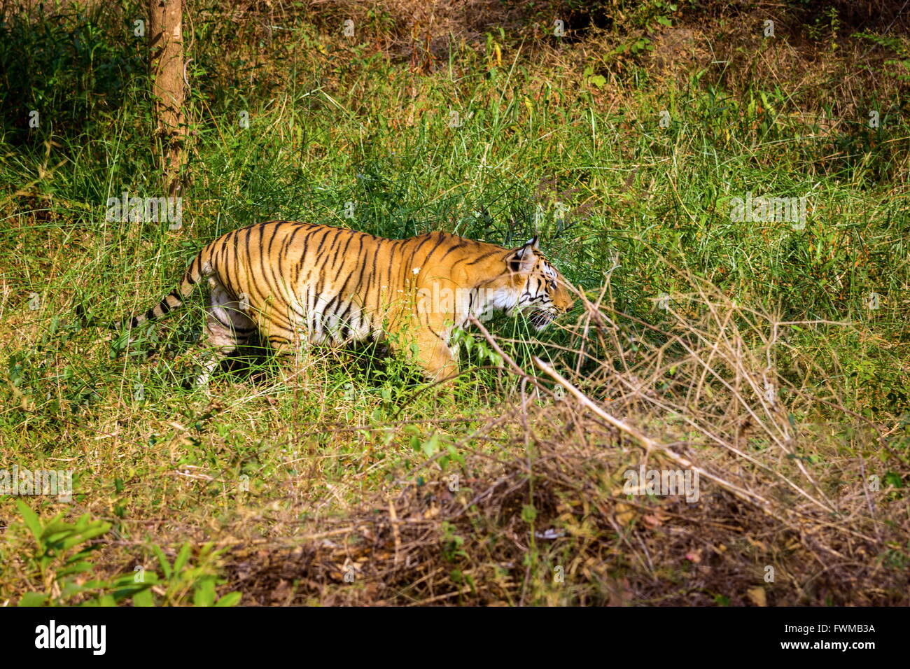 Tiger Nationaltier Indiens Stockfoto