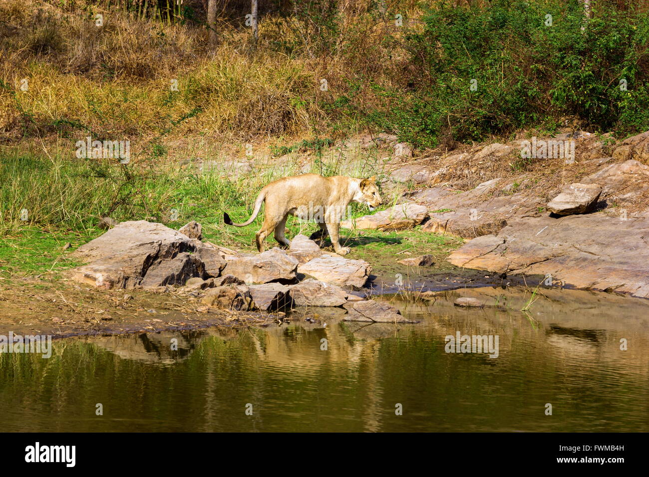 Incredible India asiatischen Löwen. Stockfoto