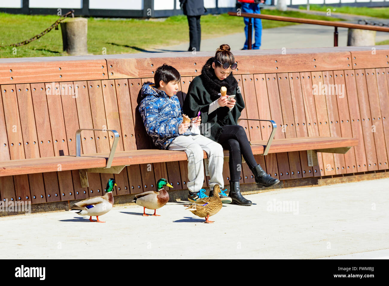 Simrishamn, Schweden - 1. April 2016: Zwei junge Leute essen Eis auf einer langen Bank in der Marina. Stockenten sind interessiert und Stockfoto