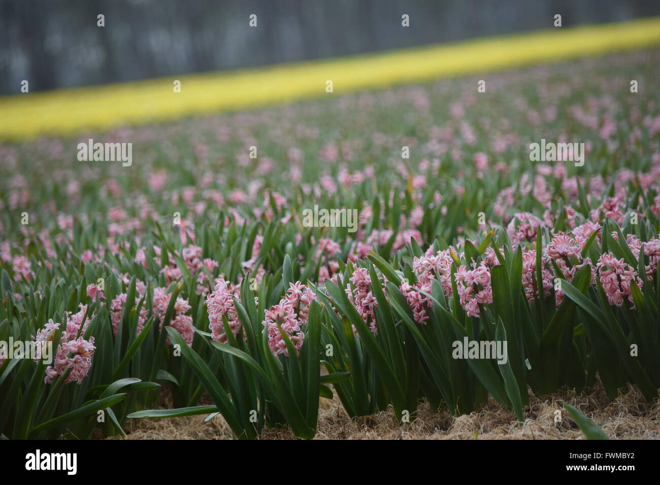 Frühling in Holland Stockfoto