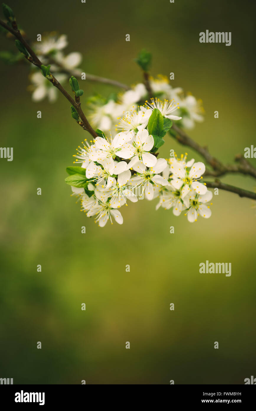 Blühenden Kirschbäume Ast im Frühjahr, selektiven Fokus Stockfoto