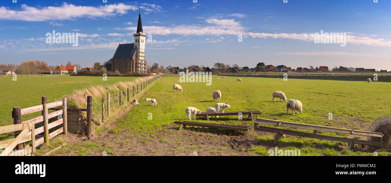Die Kirche von Den Hoorn auf der Insel Texel in den Niederlanden an einem sonnigen Tag. Ein Feld mit Schafen und kleinen Lämmer in der her Stockfoto