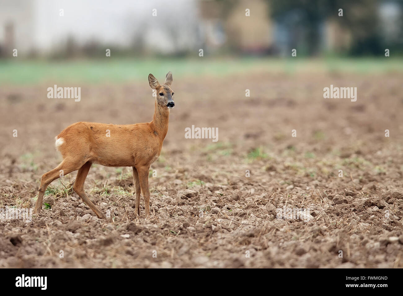 Rehe in freier Wildbahn Stockfoto