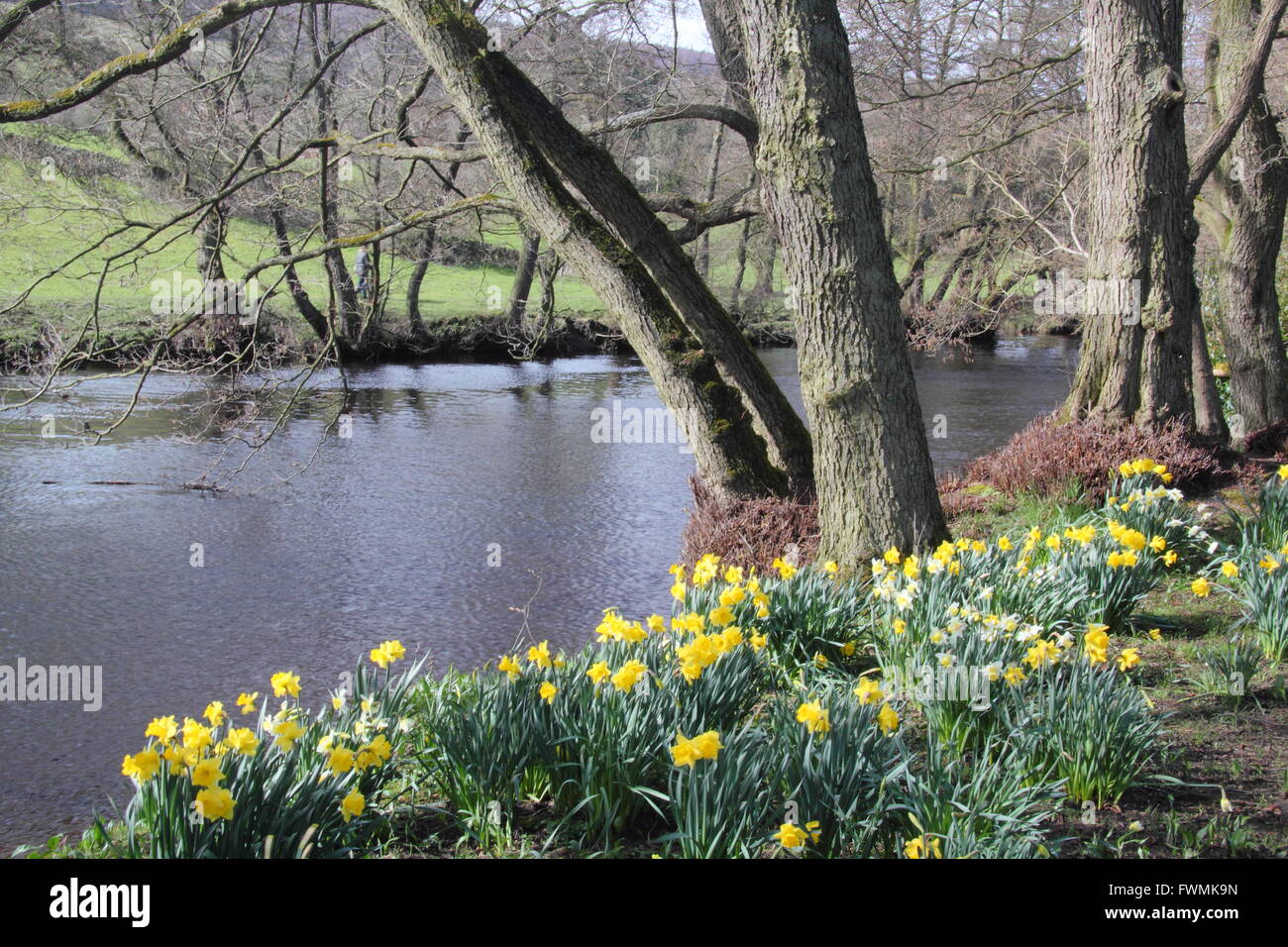 Narzissen wachsen unter Bäumen am Ufer des River Derwent in der Nähe von Froggatt Dorf im Peak District Deryhshire England UK Stockfoto