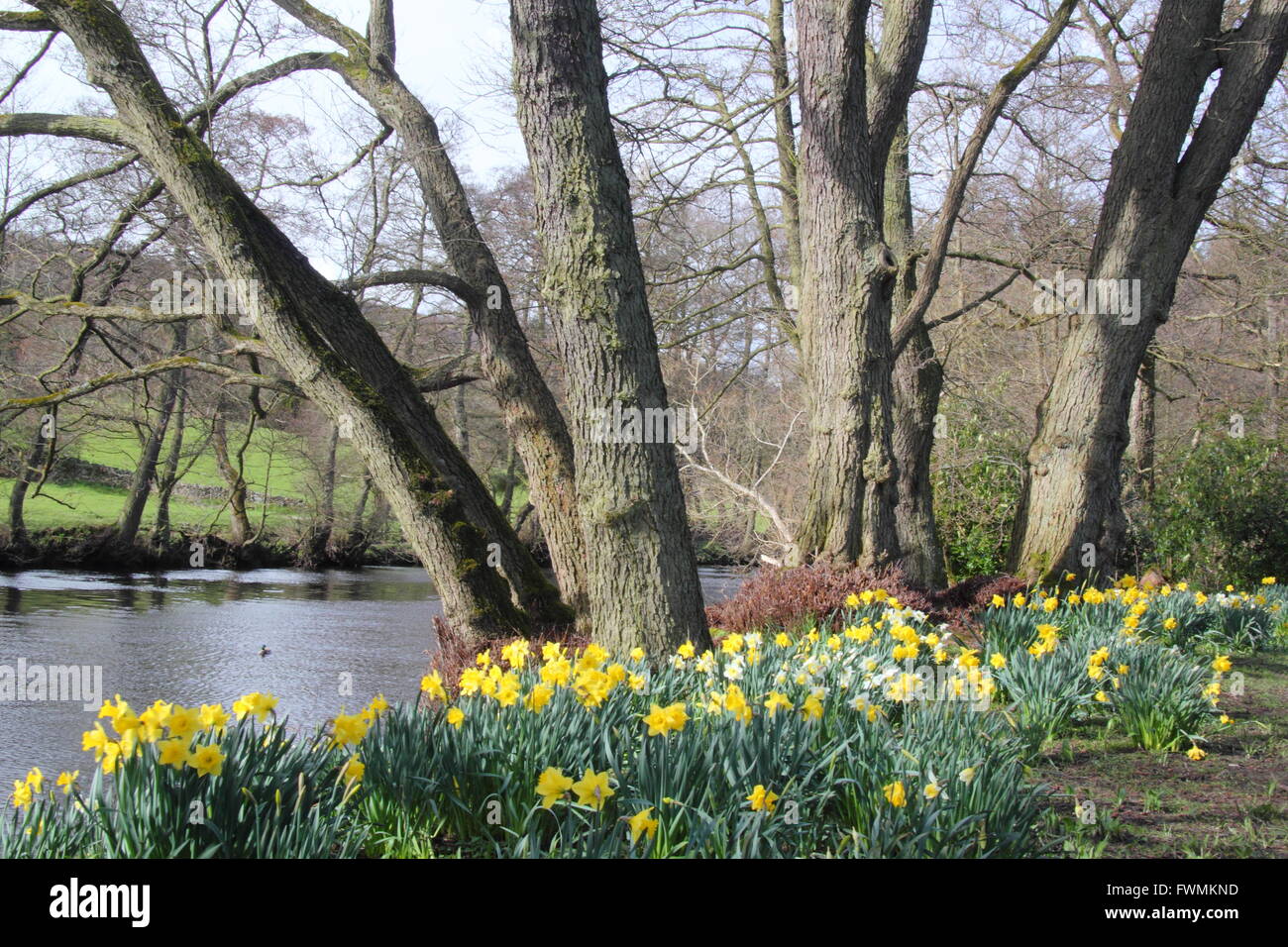 Narzissen wachsen unter Bäumen am Ufer des River Derwent in der Nähe von Froggatt Dorf im Peak District Deryhshire England UK Stockfoto