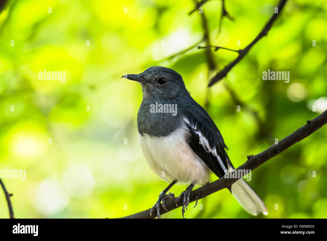 Oriental Magpie Robin weiblich neugierig suchen Stockfoto