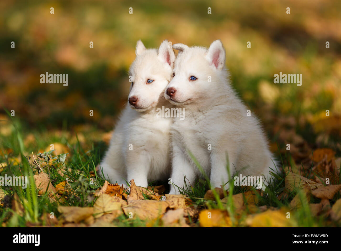 Zwei husky Welpen auf den Blättern im Herbst Stockfoto