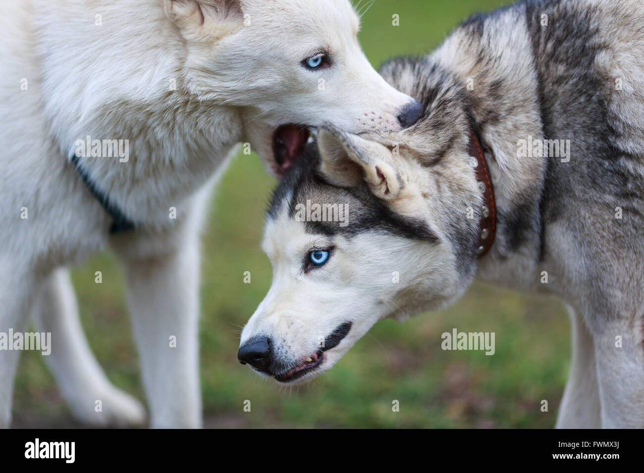 Huskies, gespielt auf einem grünen Hinterhof Stockfoto