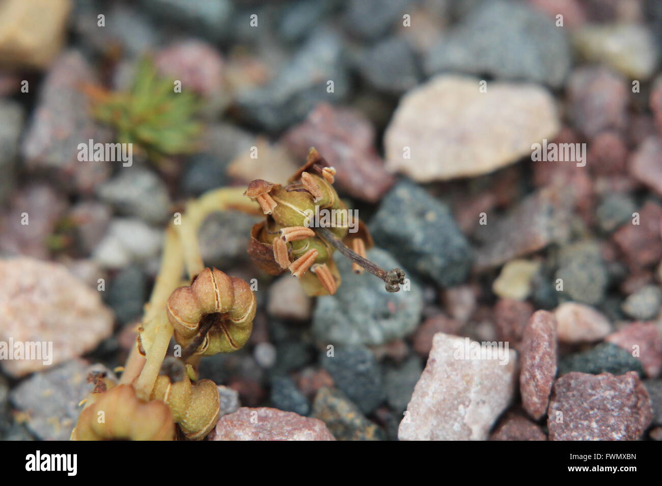 Früchte der seltenen Pflanzenarten Orthilia Secunda, Sidebells Wintergrün. Stockfoto