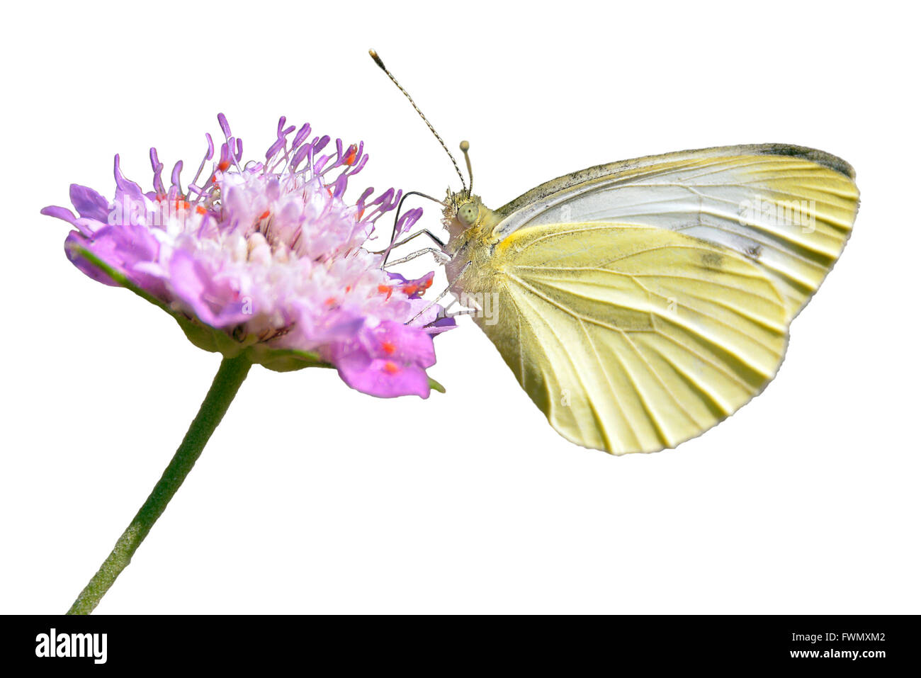 Makroaufnahme einer weißen Pieris Schmetterling Fütterung auf Knautia Blume isolierten auf weißen Hintergrund Stockfoto