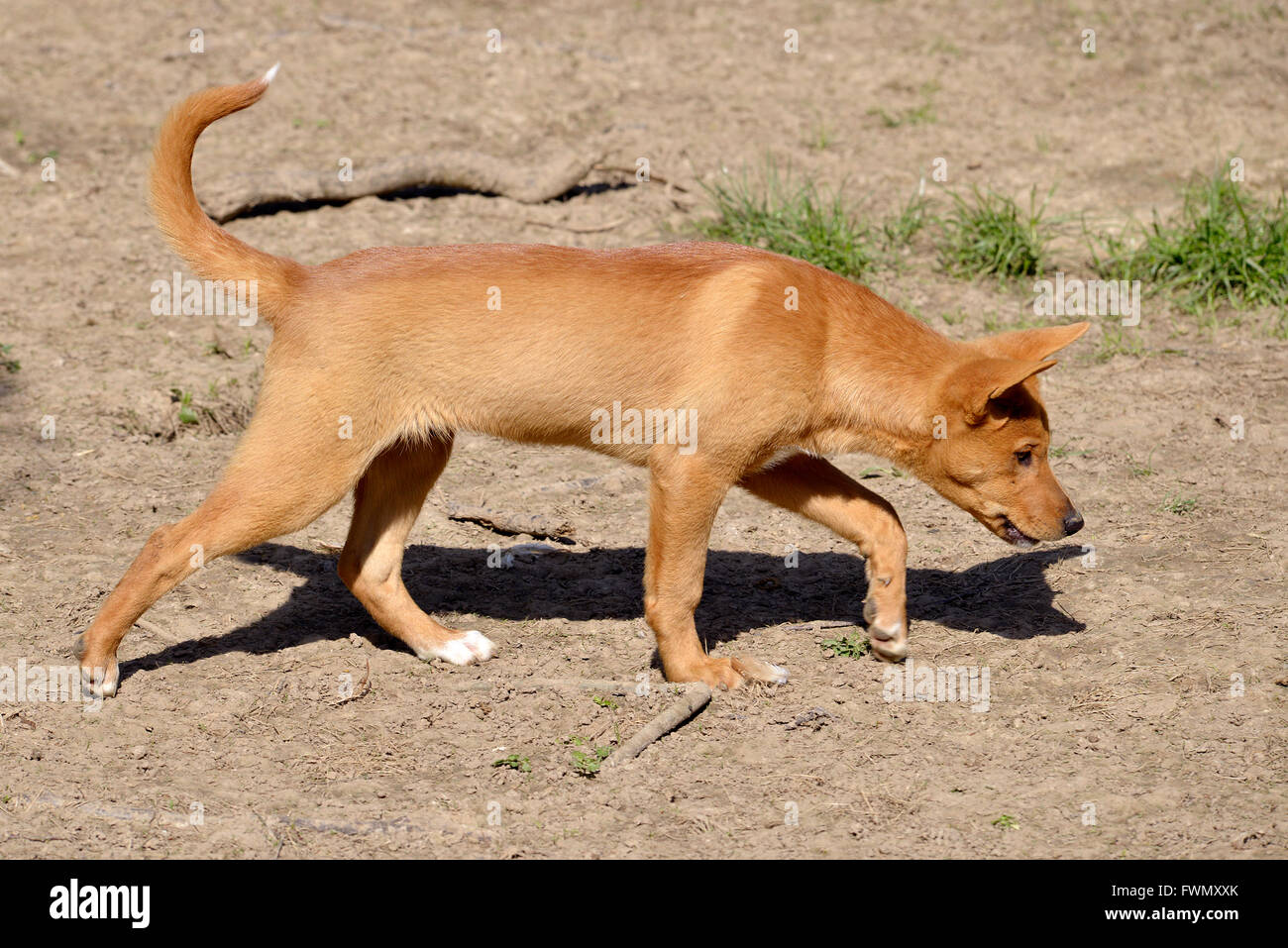 Junge Dingo, Canis Lupus Dingo, zu Fuß von Profil gesehen Stockfoto