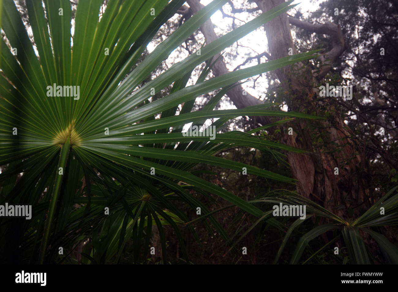 Kohl-Palmen und Eukalyptus-Bäumen, Booti Booti National Park, NSW, Australien Stockfoto
