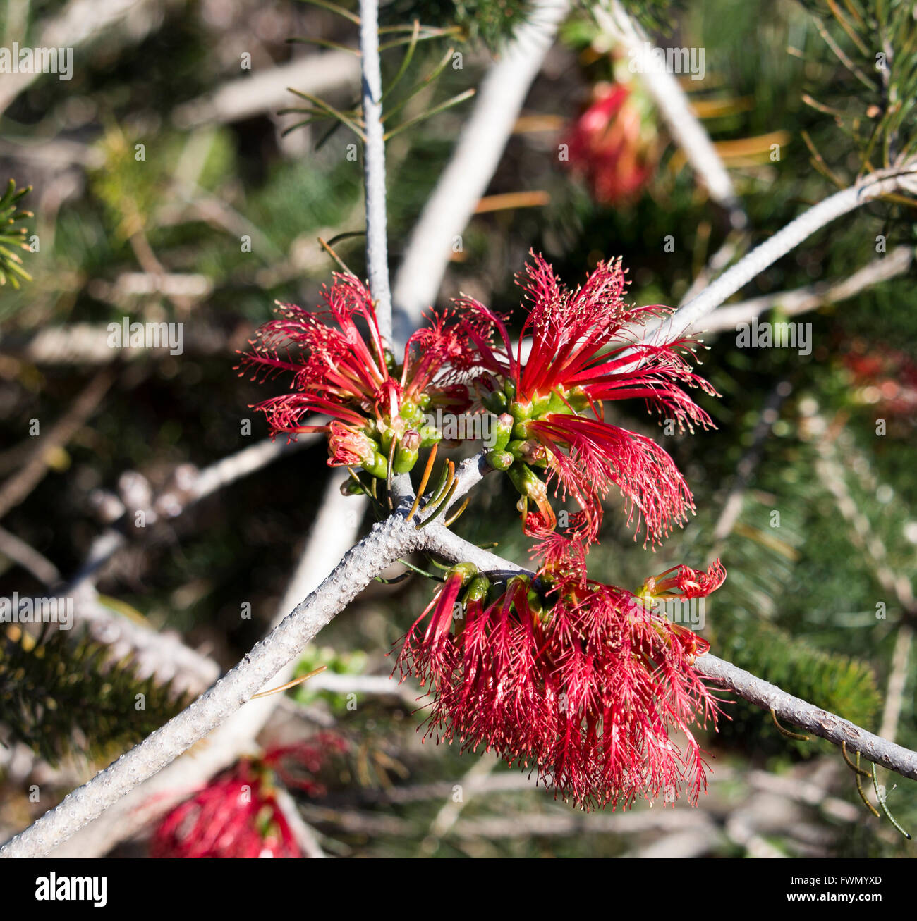 Rot Calothamnus Quadrifidus eine einseitige Flaschenbürste in Big Swamp Park in Bunbury Western Australia im Winter blüht. Stockfoto