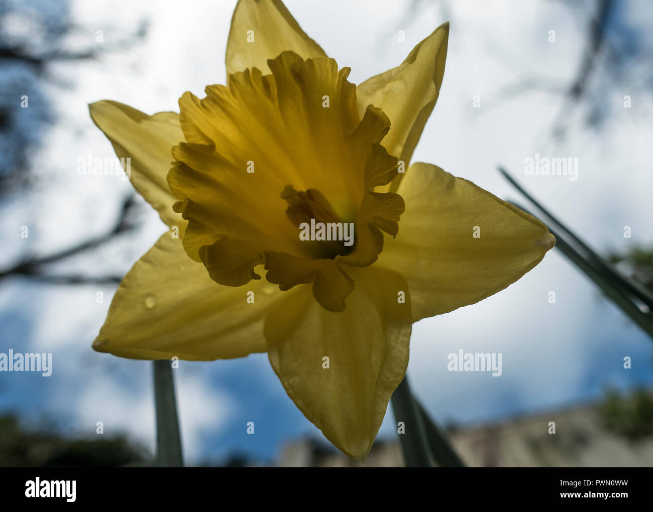 Nahaufnahme von einem gelben Narzissen Blütenstand mit weißen Wolke und blauer Himmel in einem Alsager Garten Cheshire England Vereinigtes Königreich UK Stockfoto