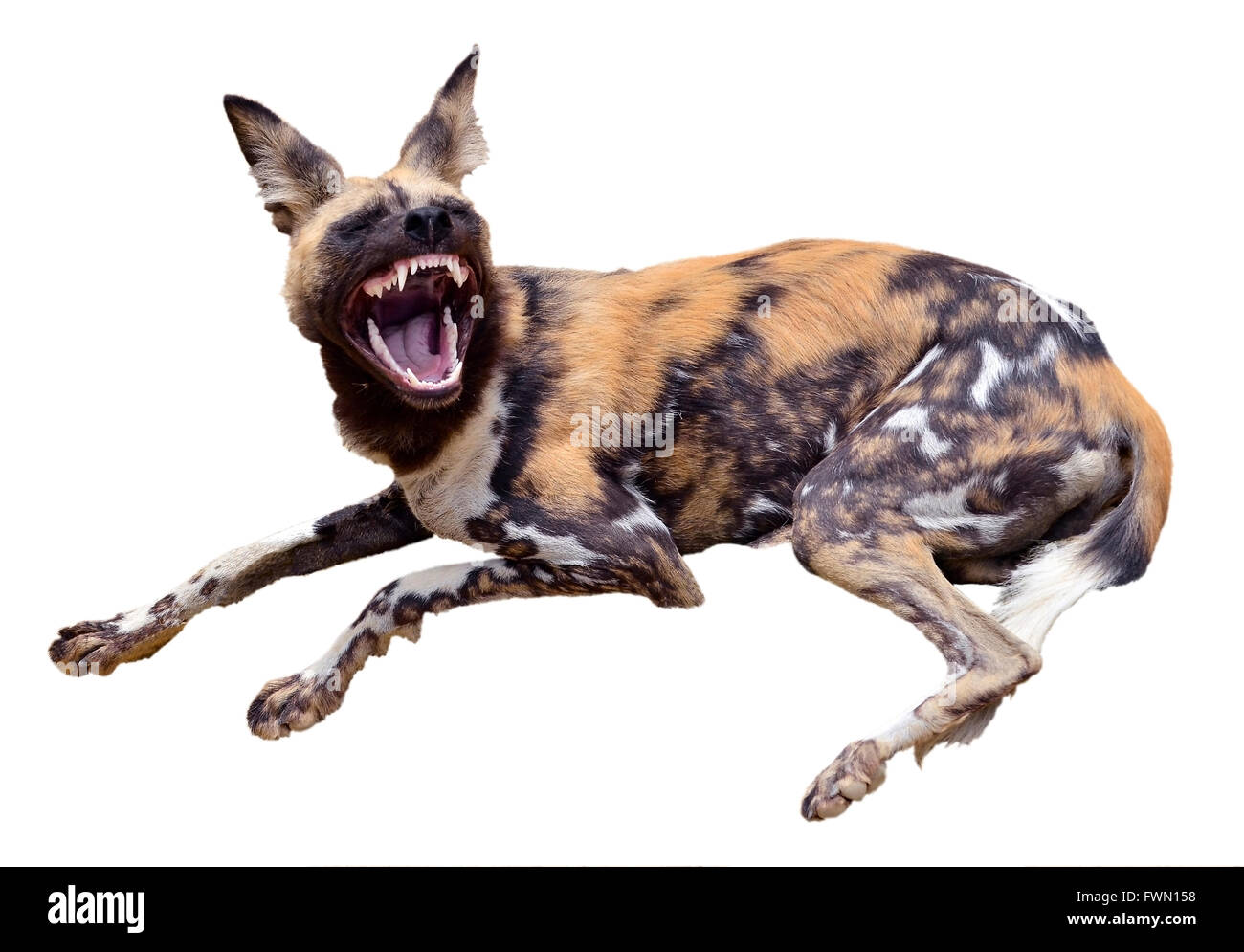 Isolierte Afrikanischer Wildhund, zeigt seine Zähne Stockfoto