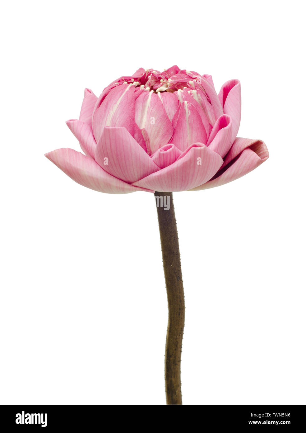 klappbare Lotus thai-Stil, isoliert auf weißem Hintergrund Stockfoto