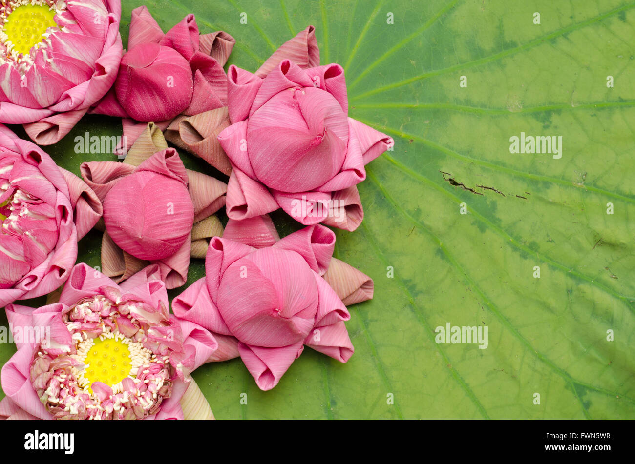 Die Kunst des Faltens Lotusblüten auf Lotusblatt Stockfoto