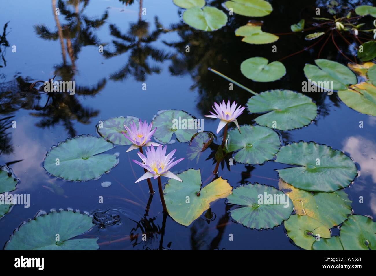 Blumen im teich Fotos und Bildmaterial in hoher Auflösung Alamy