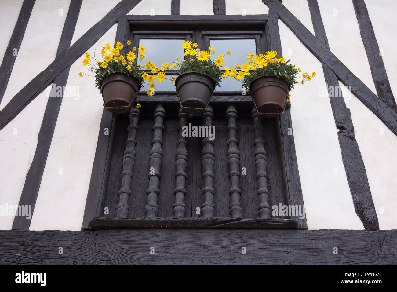 gelbe Blüten vor einem Fenster eines alten Holz und Putz Haus Stockfoto