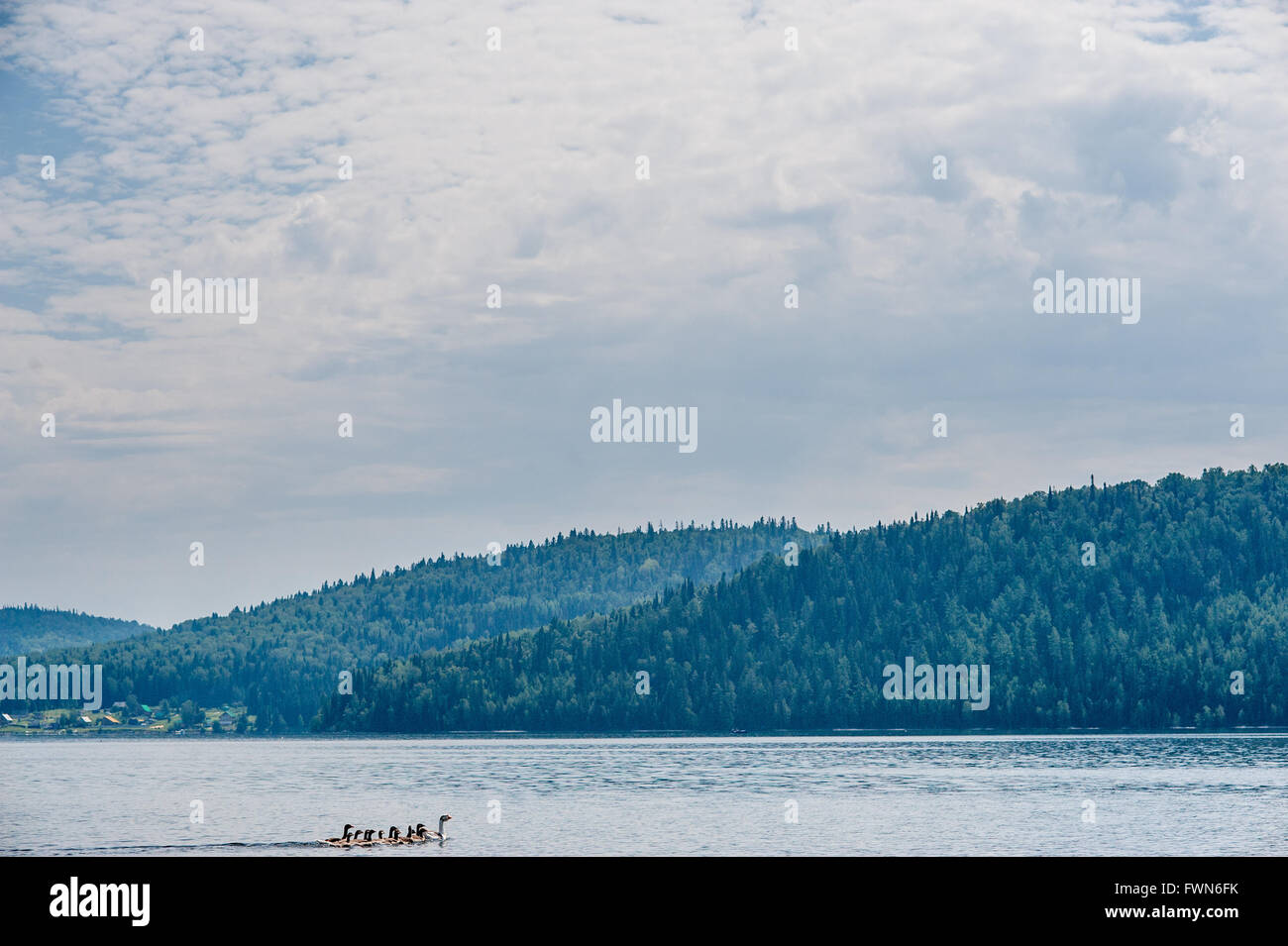 Gänse schwimmen im Fluss Stockfoto