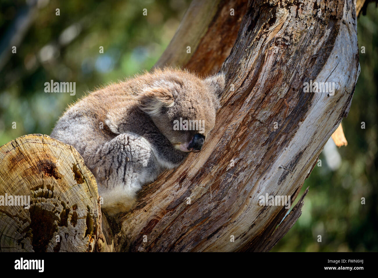Australische Koalabär schlafen auf einem Baum in einer wilden Umgebung Stockfoto