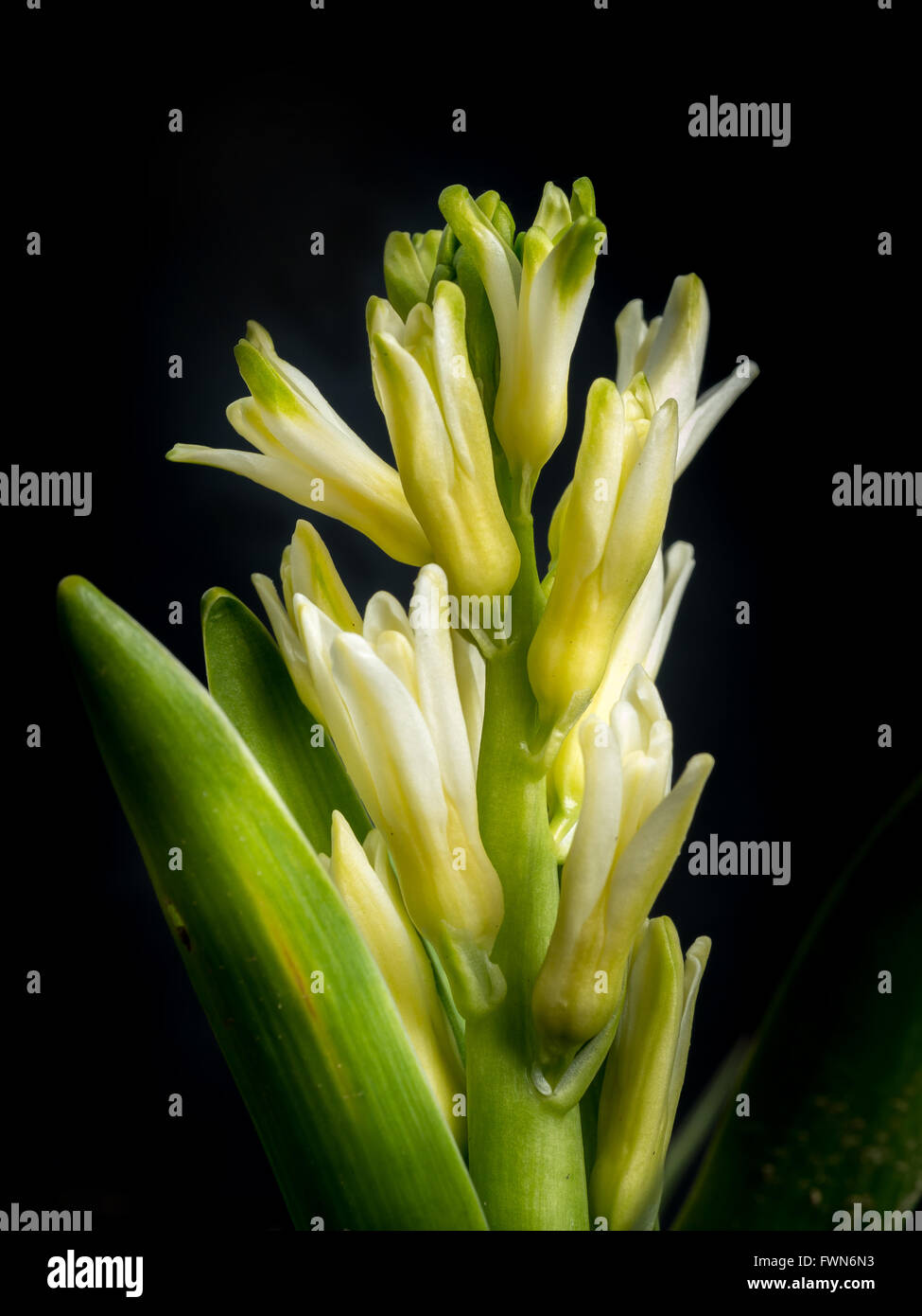 Weiße Hyazinthen blühen auf schwarzem Hintergrund Stockfoto