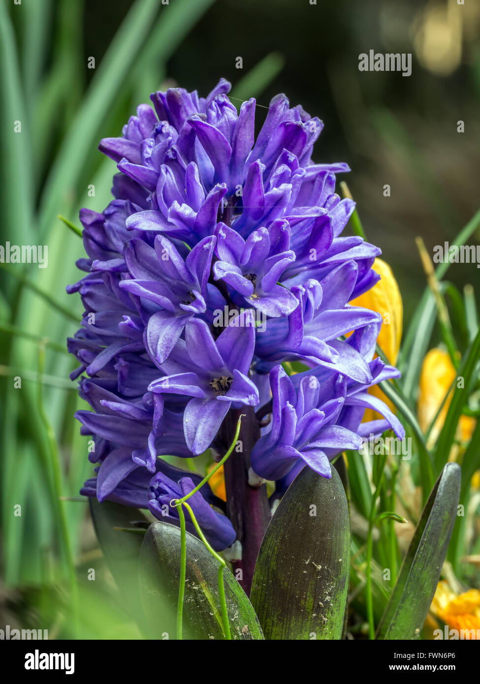 Violetten Hyazinthen blühen im Garten wächst Stockfoto