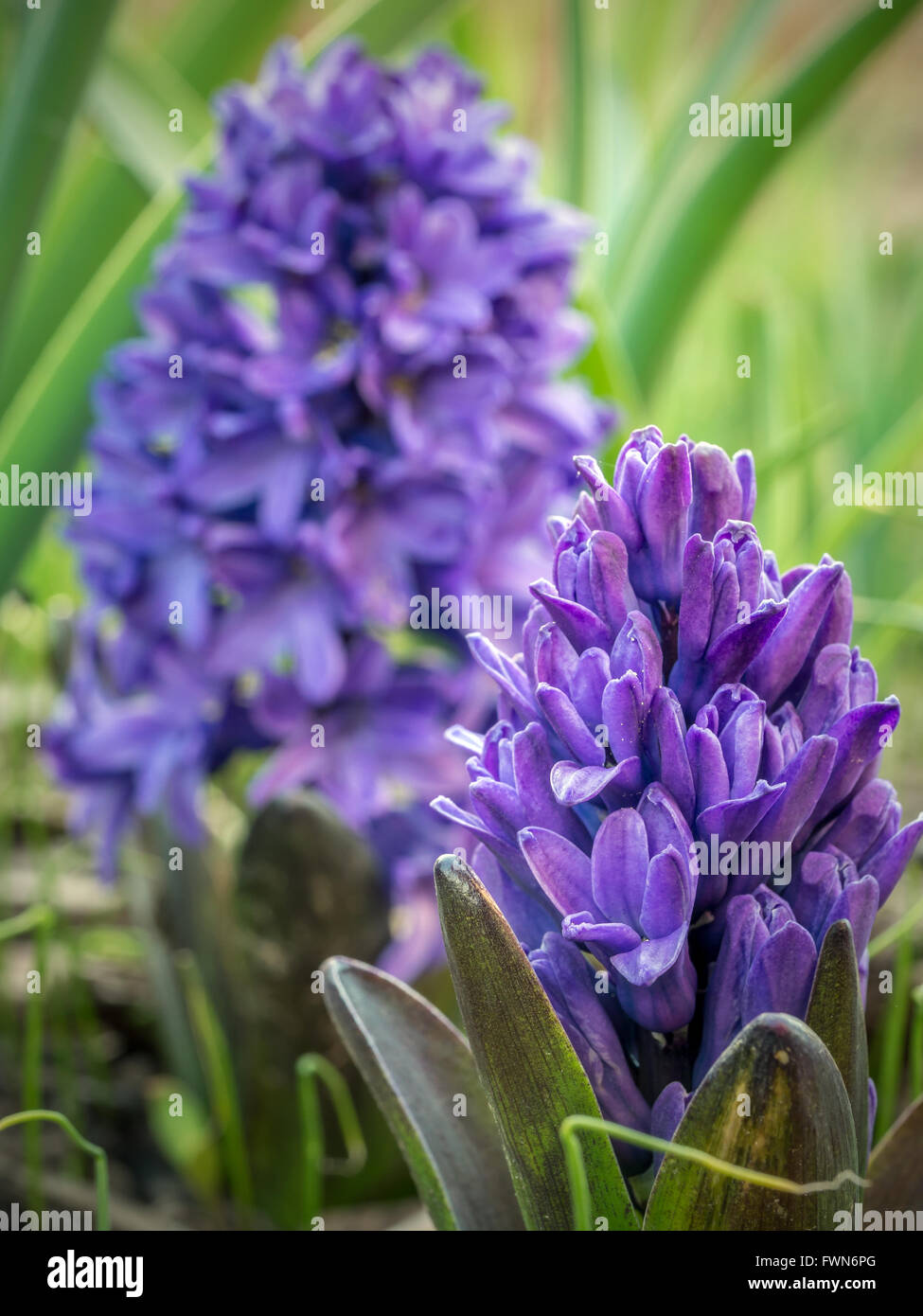 Violetten Hyazinthen blühen im Garten wächst Stockfoto