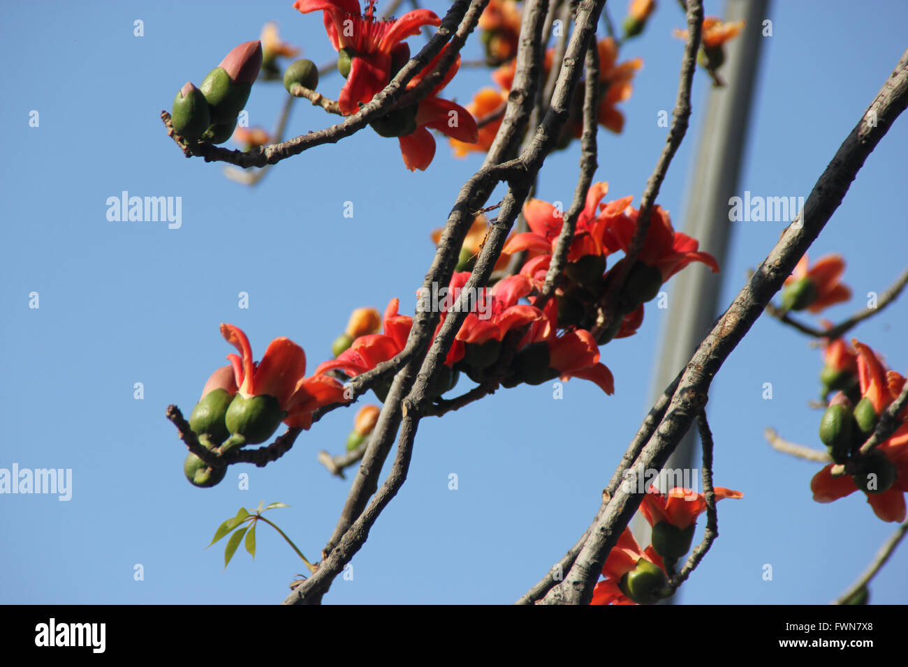 Bombax Ceiba, rote Seide – Cotton Tree, Laubbaum mit großen roten Blüten erscheinen vor den Blättern, haben fünf Blütenblätter Stockfoto