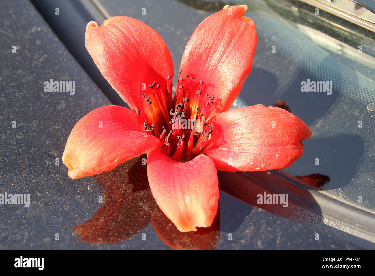 Bombax Ceiba, rote Seide – Cotton Tree, Laubbaum mit großen roten Blüten erscheinen vor den Blättern, haben fünf Blütenblätter Stockfoto