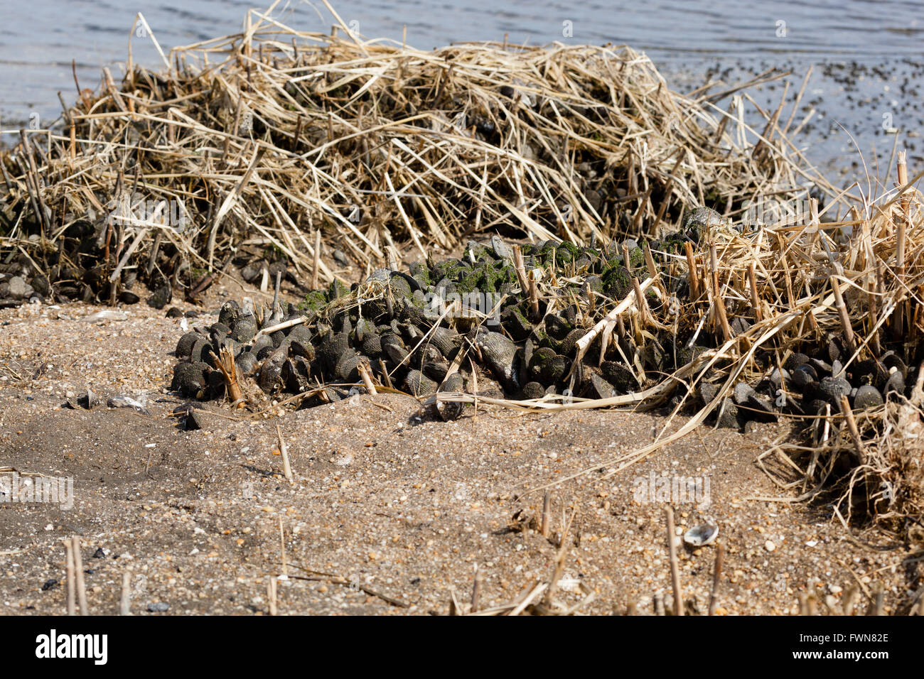 Miesmuscheln sind zusammen in Miesmuschelbänken in der Sandy Hook Bay, New Jersey verklumpt. Stockfoto