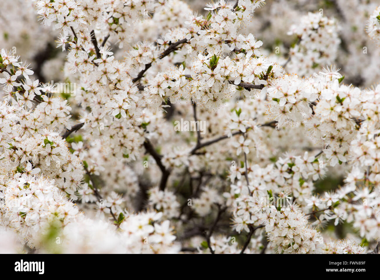 Kirschblüte bei Tageslicht Stockfoto