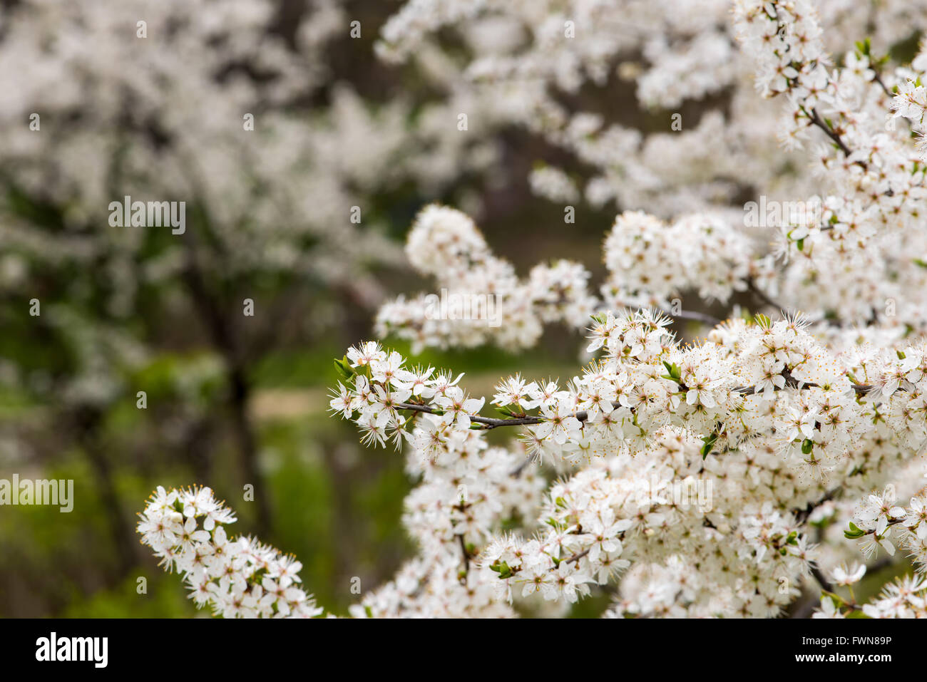 Kirschblüte bei Tageslicht Stockfoto