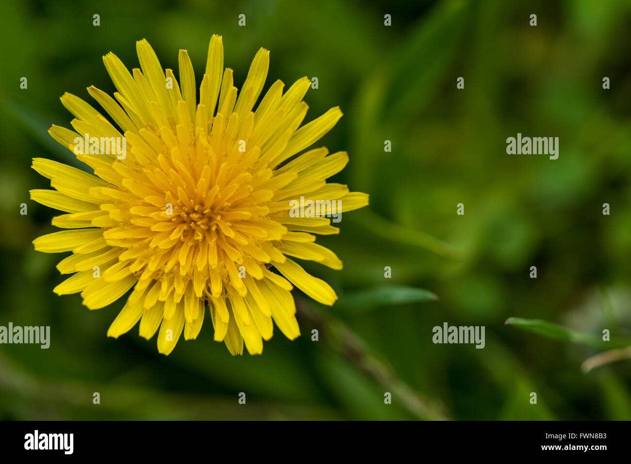 Frühling gelbe Löwenzahn Blume in natürlichem Licht Stockfoto