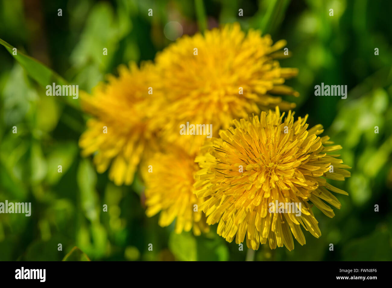 Frühling gelbe Löwenzahn Blume in natürlichem Licht Stockfoto
